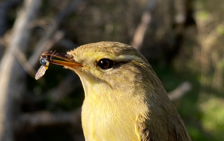 Lövsångare med insekt i munnen.